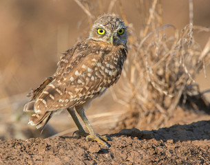 Burrowing Owl