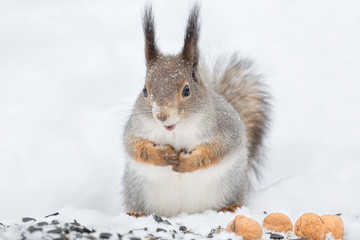 Funny fluffy squirrel sits in the snow waiting for a delicious lunch of nuts