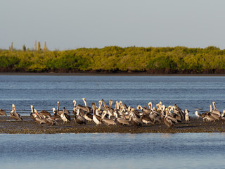 Brown pelican, Pelecanus occidentalis