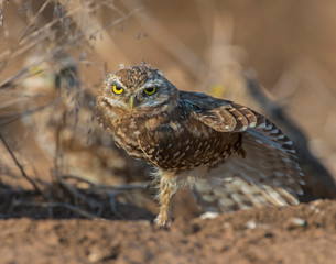 Burrowing Owl