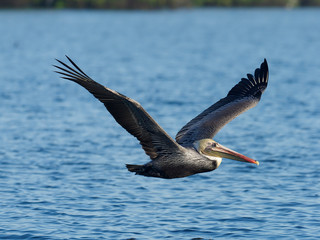 Brown pelican, Pelecanus occidentalis