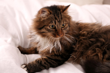 Cute fluffy cat on bed. Domestic pet