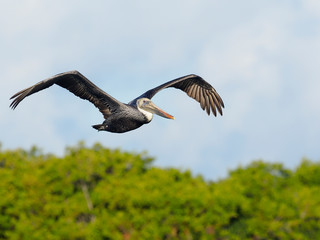 Brown pelican, Pelecanus occidentalis