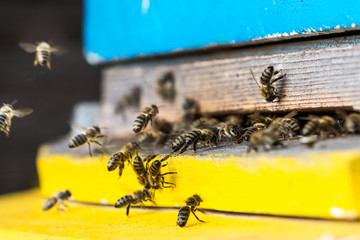 Bees flying with  nectar to yellow blue beehive, close up view with dark wooden wall background....