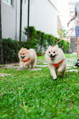 Relax time, pet owner walks and runs with two small dog breed or pomeranian