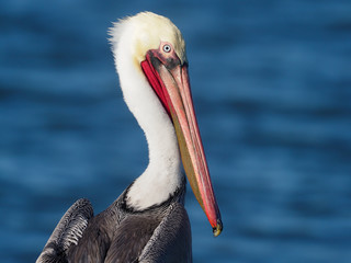 Brown pelican, Pelecanus occidentalis