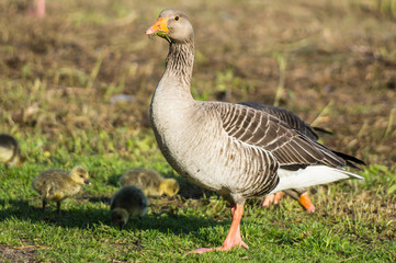 greylag goose ,greylag geese with chicks