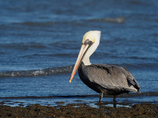 Brown pelican, Pelecanus occidentalis