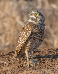 Burrowing Owl