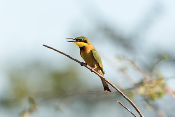 Bee eater in the wilderness of Africa, European bee eetar