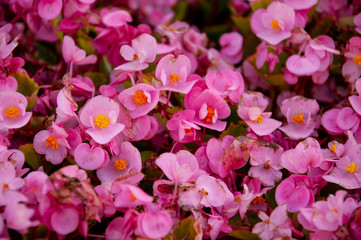 Meadow high pink, red and purple  flowers are blossom in the summer field. Dark green background. Nature landscape 