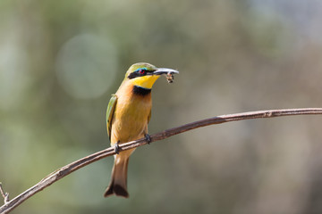 Bee eater in the wilderness of Africa, European bee eetar