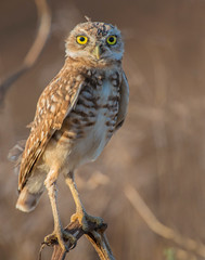 Burrowing Owl
