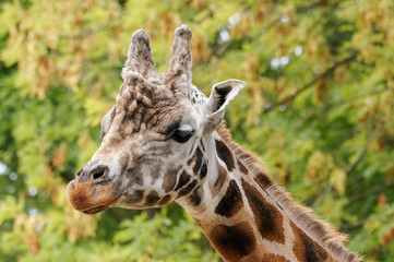 close up portrait of Rothschild's giraffe