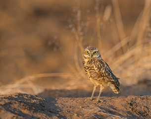 Burrowing Owl