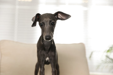 Italian Greyhound dog on sofa at home