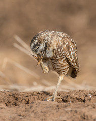 Burrowing Owl