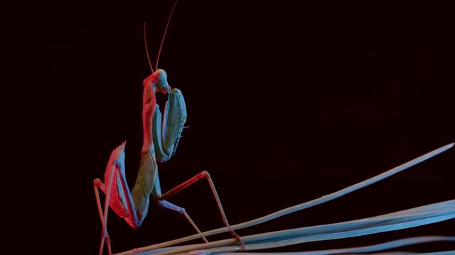 Macro shot of a praying mantis in the dark, 4k studio shot with color rgb leds