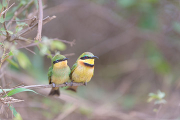 Bee eater in the wilderness of Africa, European bee eetar