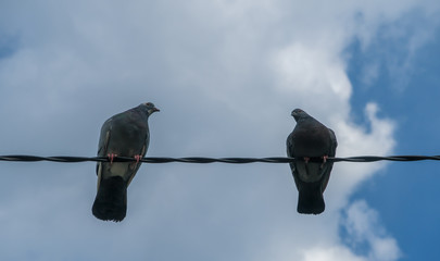 A family of pigeons perched on a wire