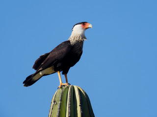 Crested caracara, Caracara cheriway