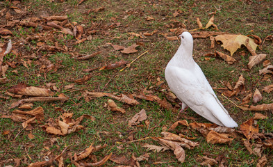 White pigeon walking on the grass