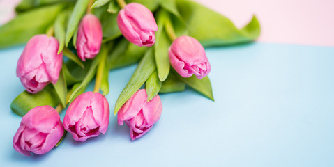 Spring flower pink tulips