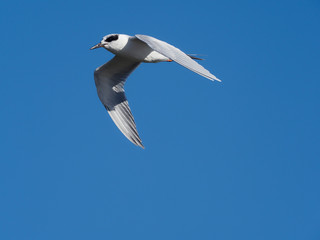 Forster's tern, Sterna forsteri