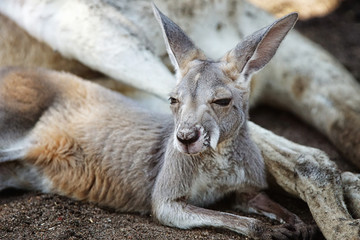 Red Kangaroo, Macropus rufus