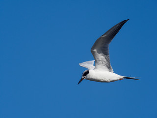 Forster's tern, Sterna forsteri