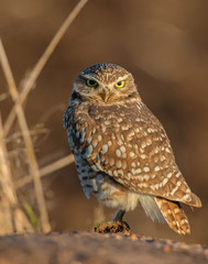 Burrowing Owl