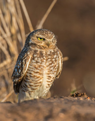 Burrowing Owl