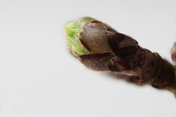 Green bud in spring time close up. Blooming tree