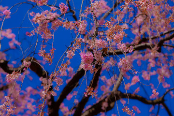 満開の桜