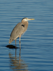 Great-blue heron, Ardea herodias,