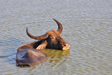 Wild Asian buffalo bathes in a river in Sri Lanka Yala National Park (Bubalus arnee).