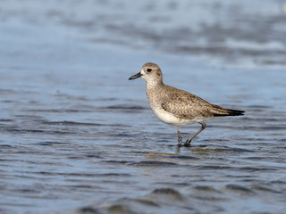 Grey plover, Pluvialis squatarola