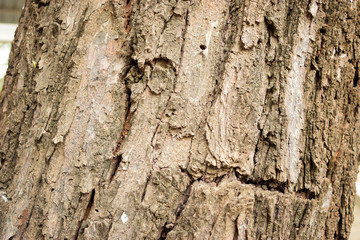 Natural Tree Bark Peeled Texture Background Image