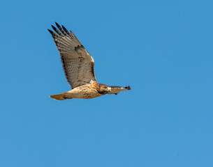 Red-tailed Hawk in flight