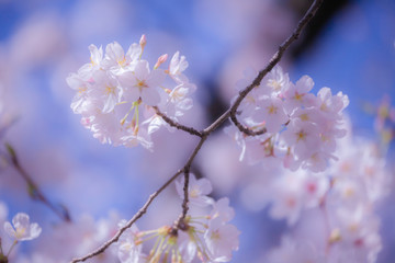 Obraz premium 満開のさくら