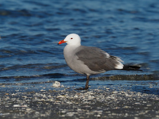 Heermann's gull, Larus heermanni
