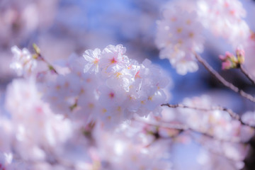 満開のさくら
