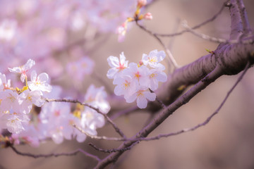 満開のさくら