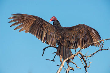 Turkey Vulture