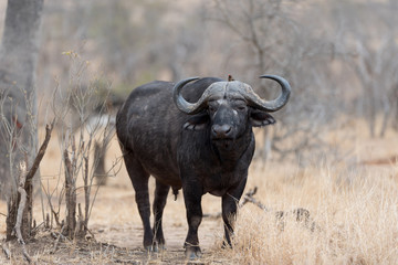 Kapbüffel, afrikanischer Büffel in der Wildnis