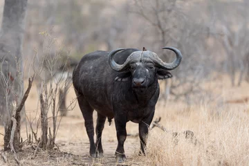 Zelfklevend Fotobehang Kaapse buffel, Afrikaanse buffel in de wildernis © Ozkan Ozmen