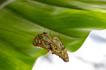 Two beautiful orange and brown butterlies pairing under a big grean leaf