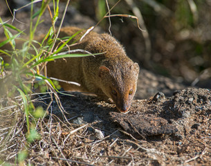 Mongoose in Hawaii