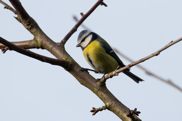 Fototapeta premium Portrait of Eurasian blue tit perched on branch in front of grey background