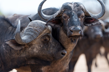 Cape buffalo, African buffalo in the wilderness